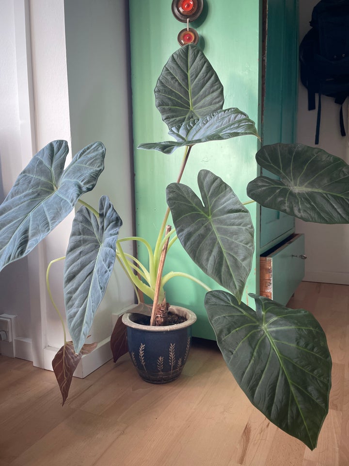 Stueplante Alocasia wentii