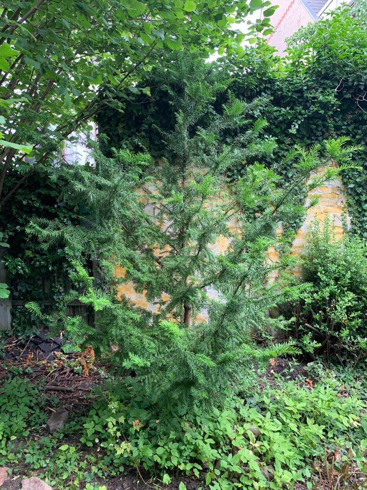 Taks Taxus baccata