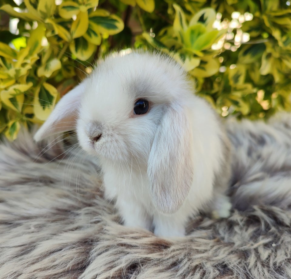 Kanin Minilop mini lop 0 år