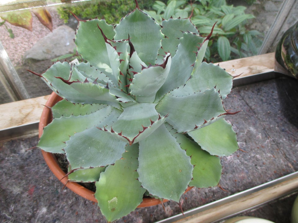 Agave, Agave potatorum