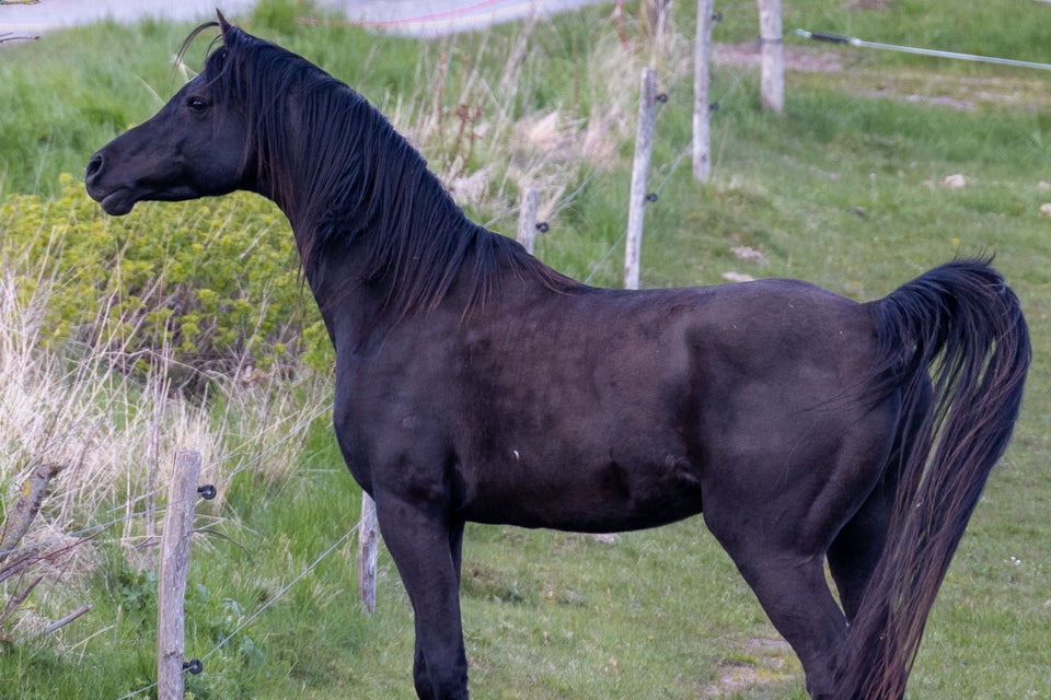 Drømmen om den sorte hingst