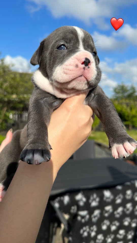 Old english bulldog flere hvalpe