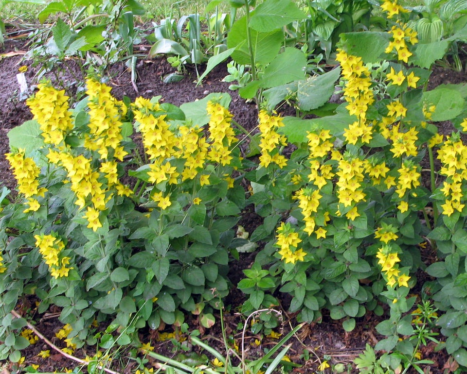 Stauder L , Lycimachia punctata.