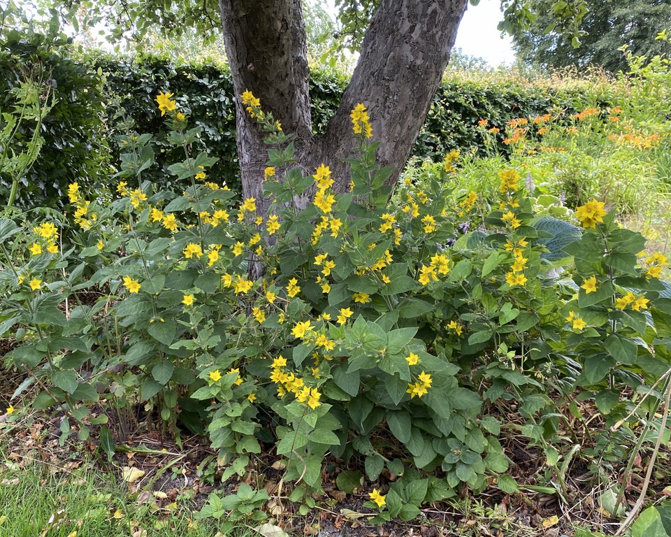 Stauder L , Lycimachia punctata.