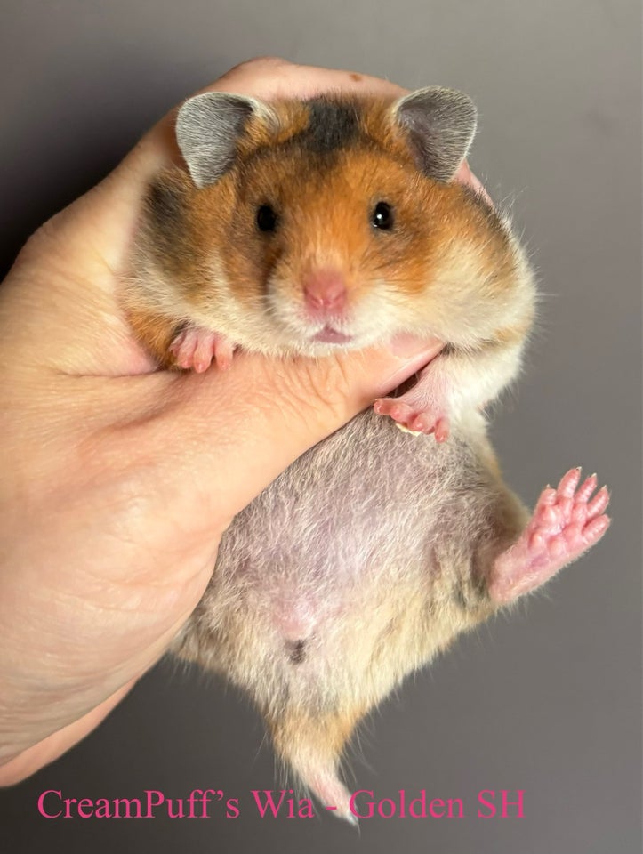 Hamster, Guldhamster , 0 år