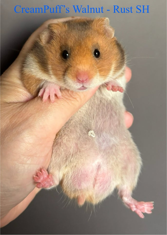 Hamster, Guldhamster , 0 år