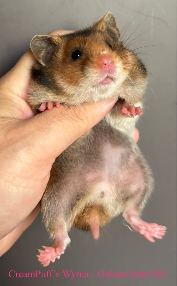 Hamster, Guldhamster , 0 år