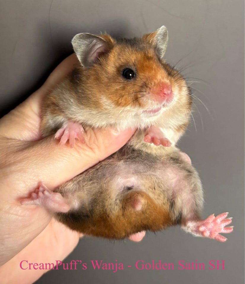 Hamster, Guldhamster , 0 år