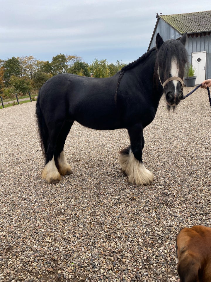 Irish Cob, hoppe, 6 år