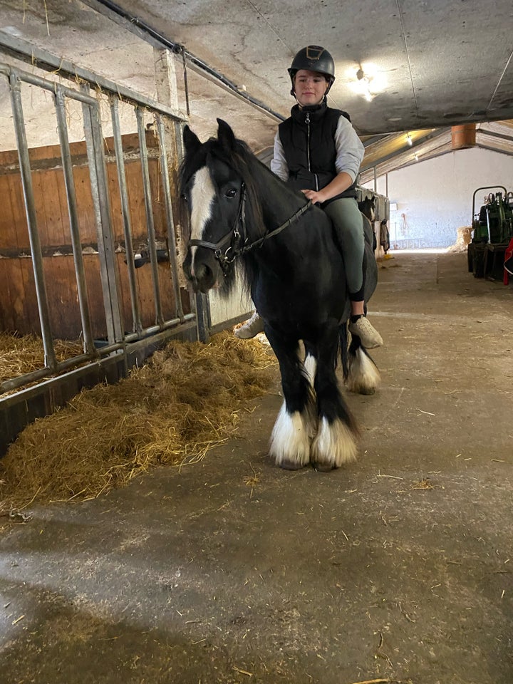 Irish Cob, hoppe, 6 år