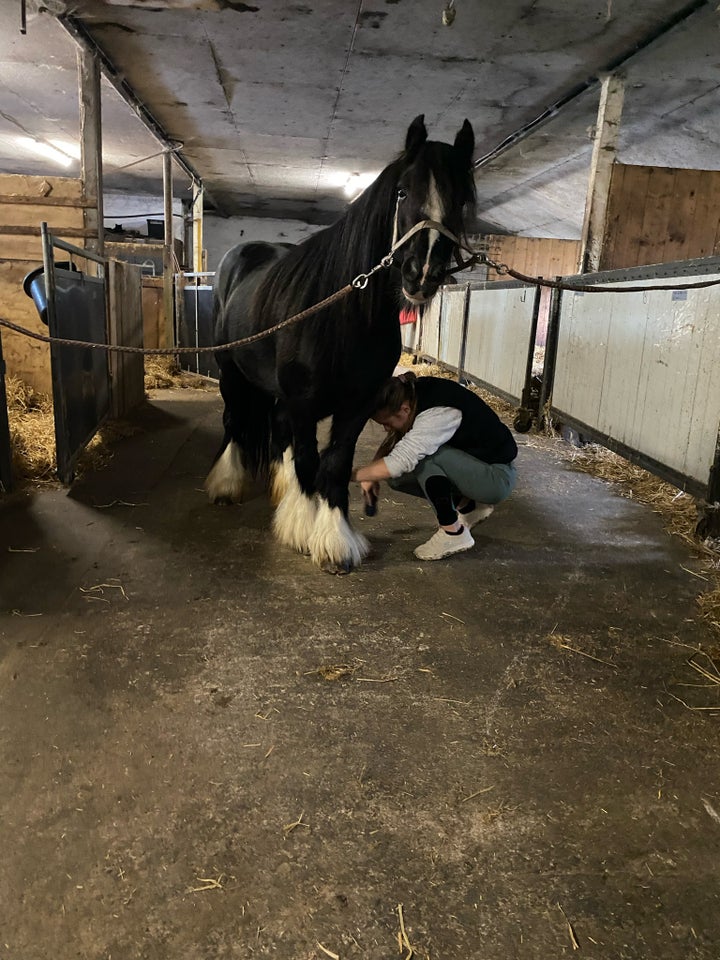 Irish Cob, hoppe, 6 år