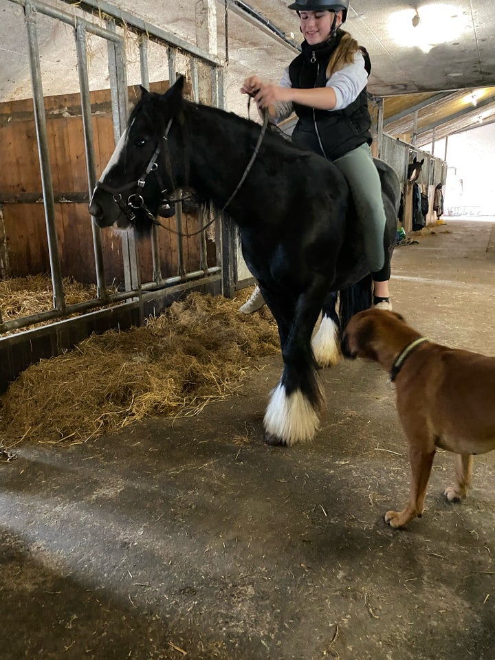 Irish Cob, hoppe, 6 år