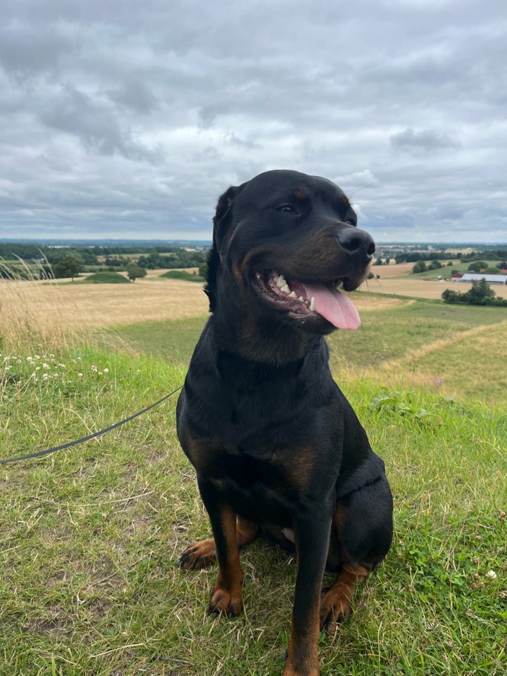 Rottweiler  hund 2 år