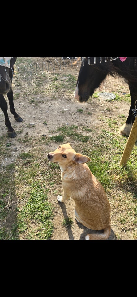 Blanding, hund, 12 mdr.