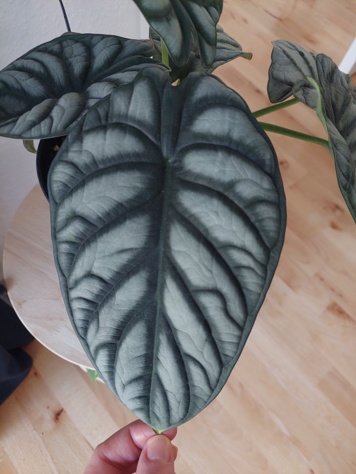 Alocasia, Dragon scale