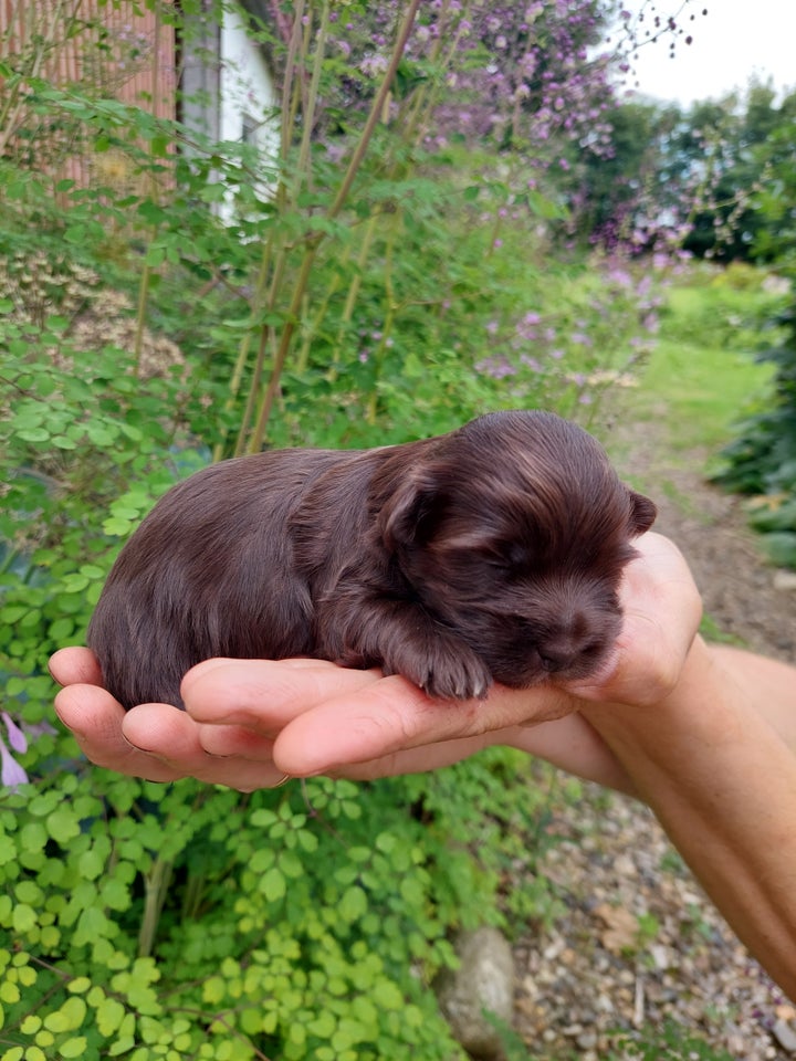 Bichon havanese hvalpe 3 uger