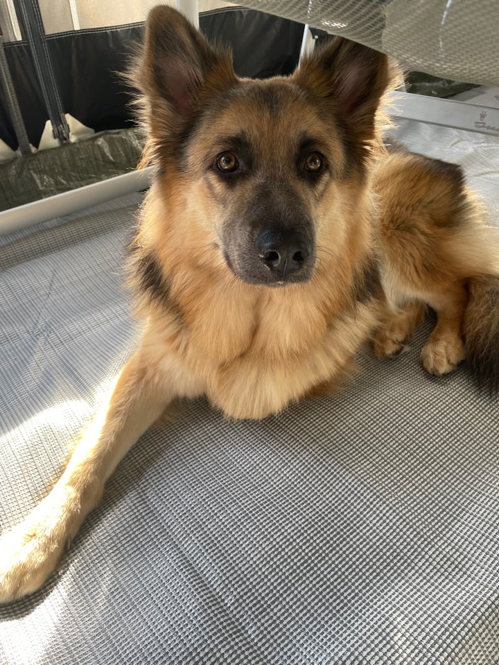 Schæfer/finsklapphund , hund, 12