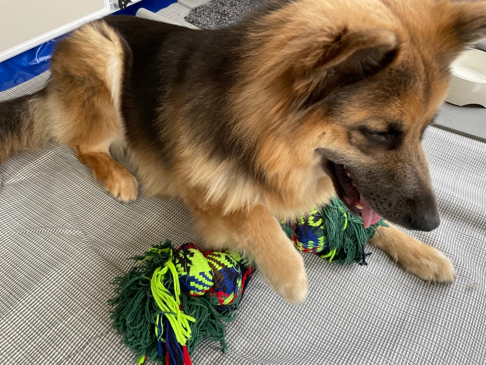 Schæfer/finsklapphund , hund, 12