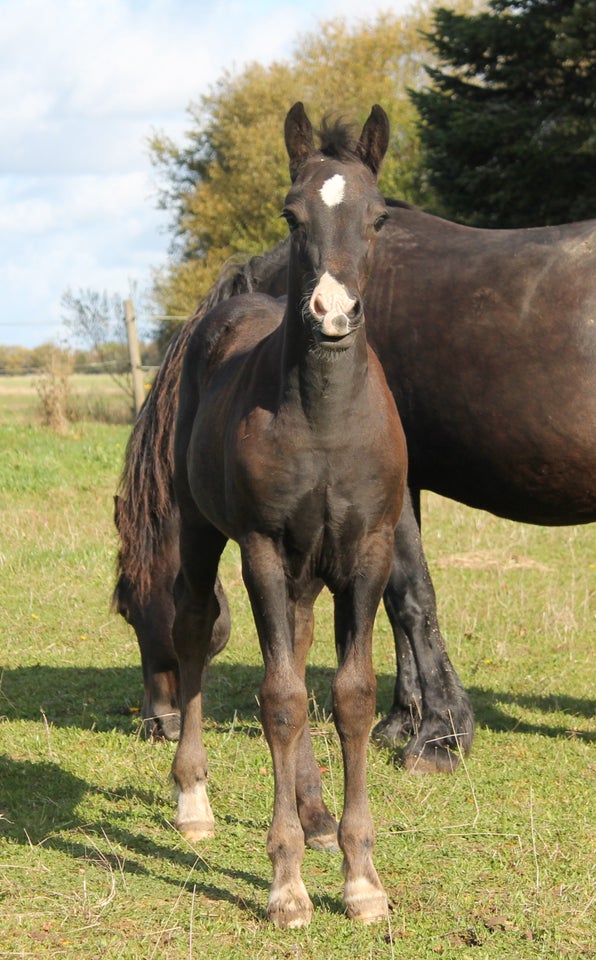 Welsh Cob, hingst, 0 år