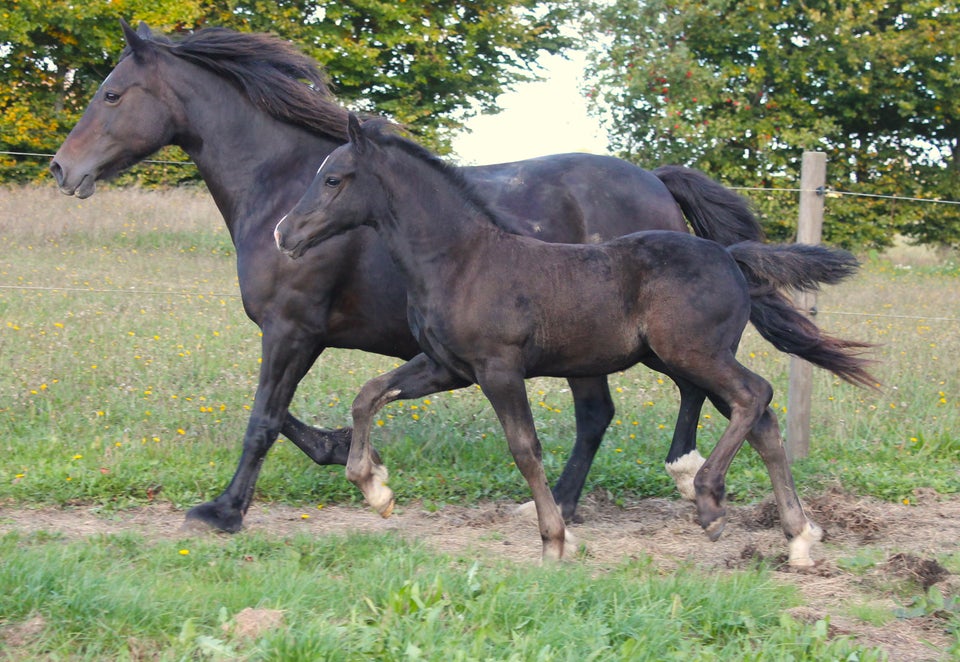 Welsh Cob, hingst, 0 år