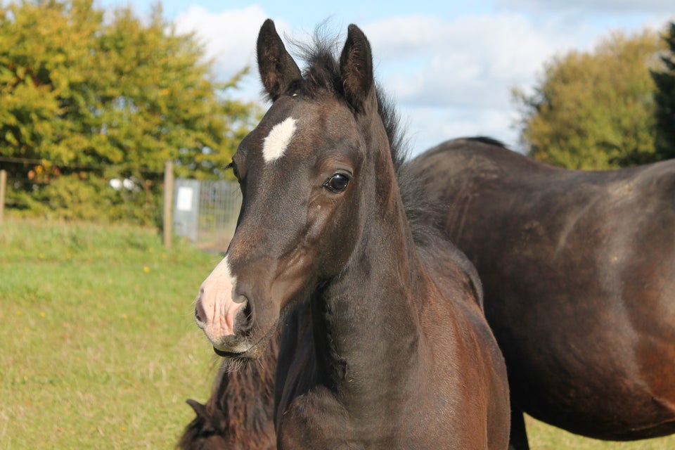 Welsh Cob, hingst, 0 år