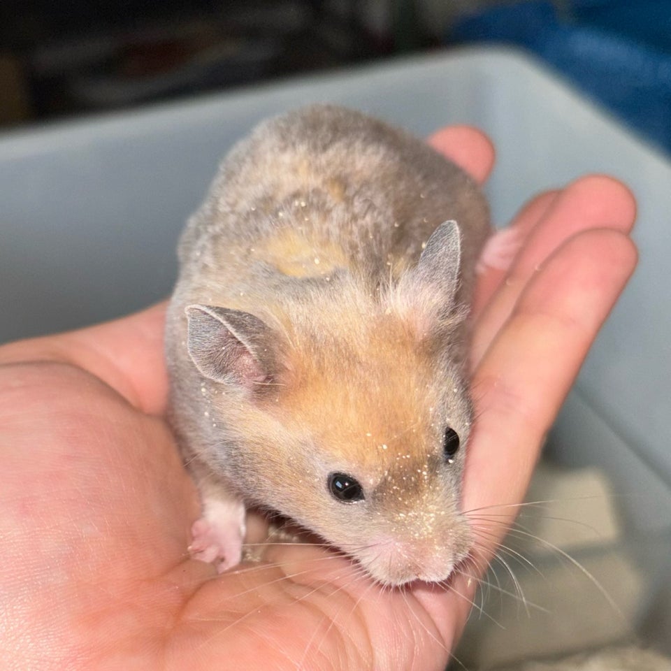 Hamster Guldhamster 0 år