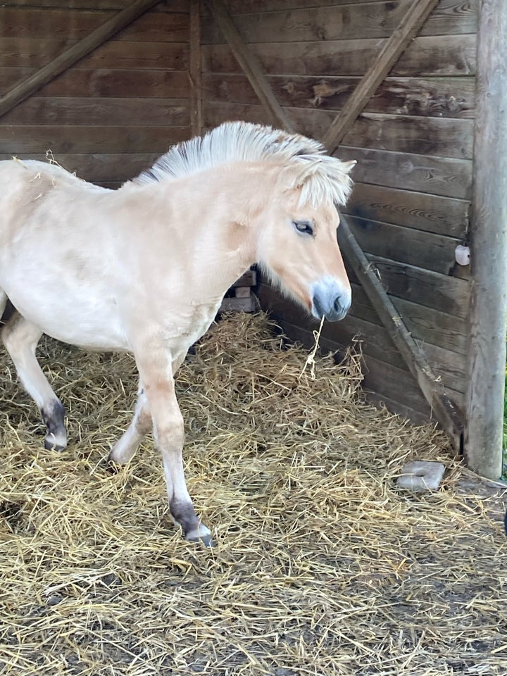 Fjordhest, hoppe, 0 år