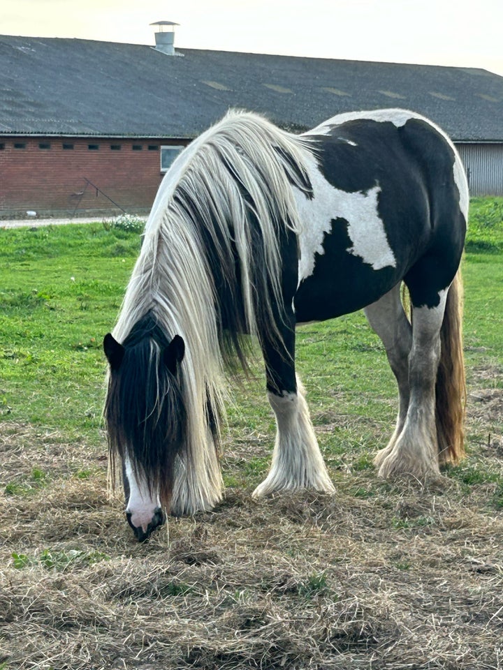 Irish Cob, hoppe, 3 år