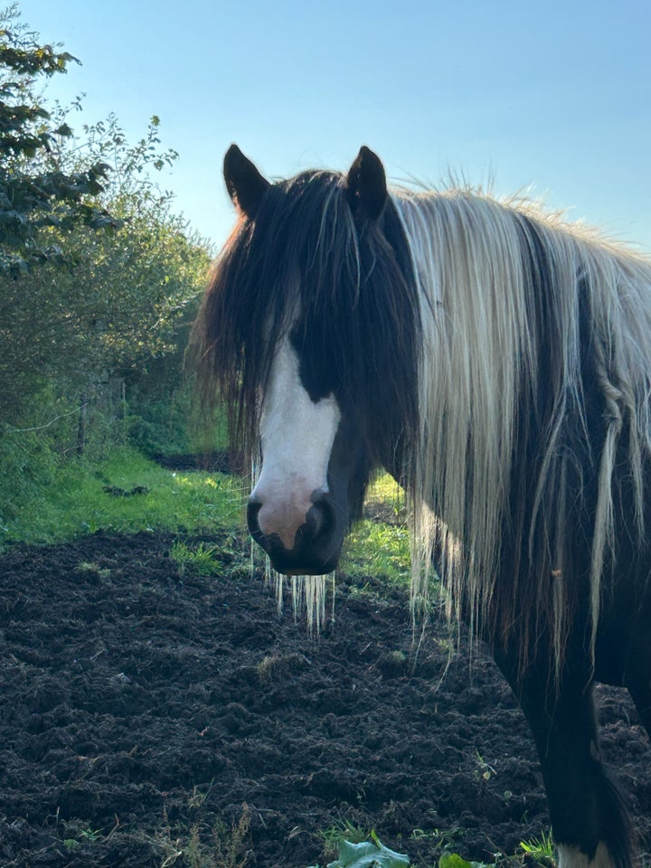 Irish Cob, hoppe, 3 år