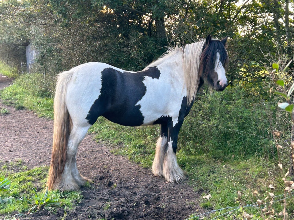 Irish Cob, hoppe, 3 år