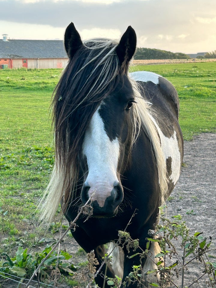 Irish Cob, hoppe, 3 år