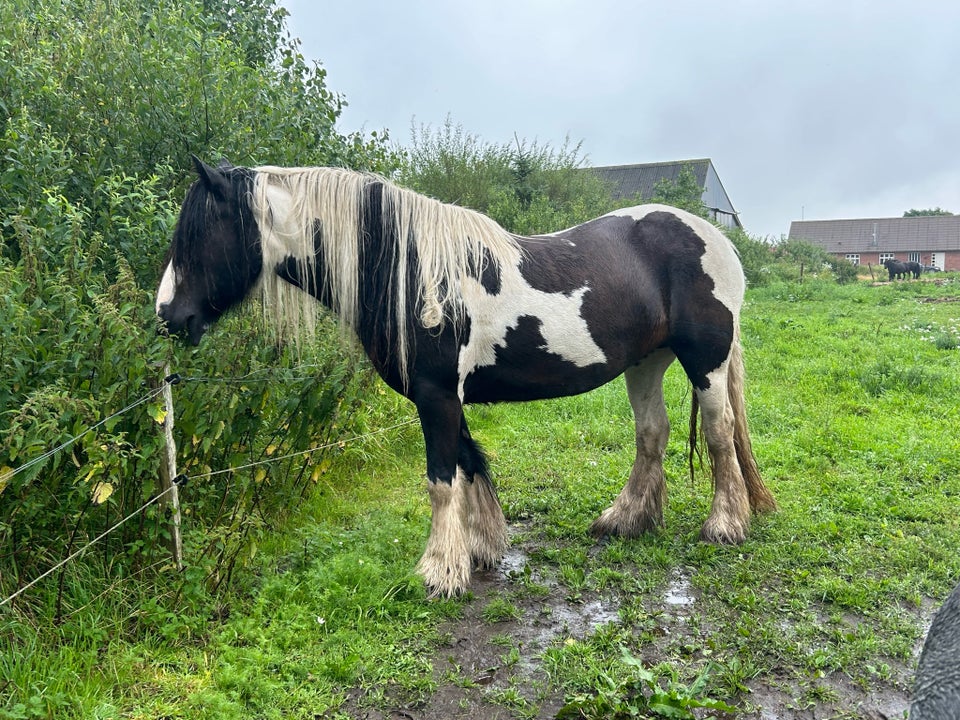 Irish Cob, hoppe, 3 år