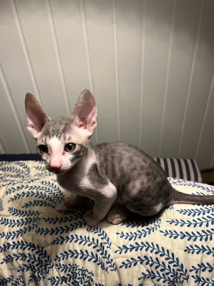 Cornish Rex, flere killinger, 9