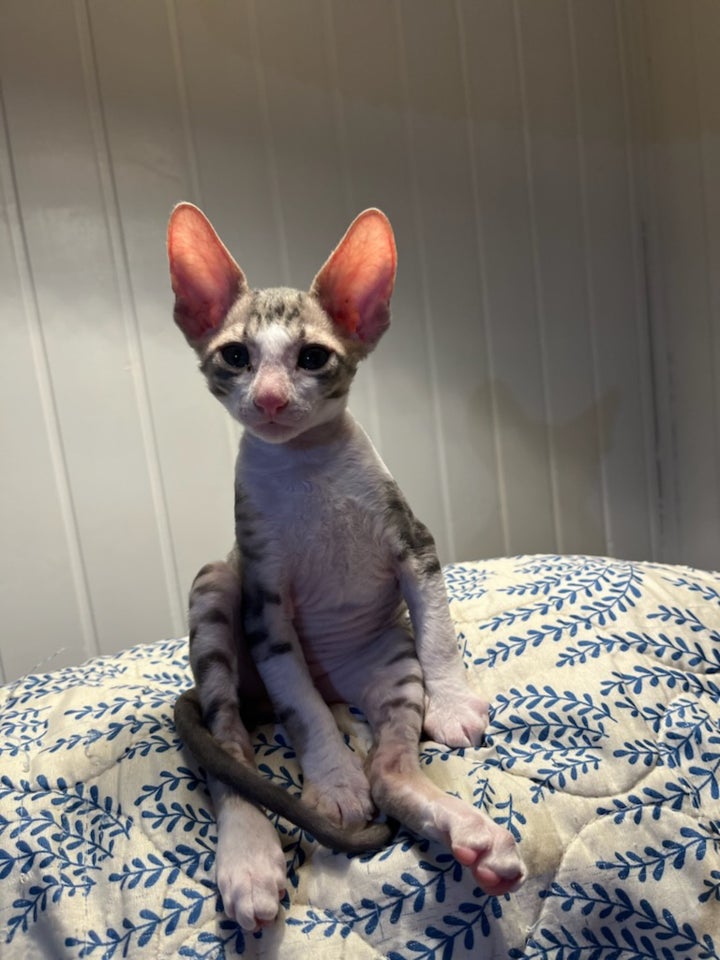 Cornish Rex, flere killinger, 9