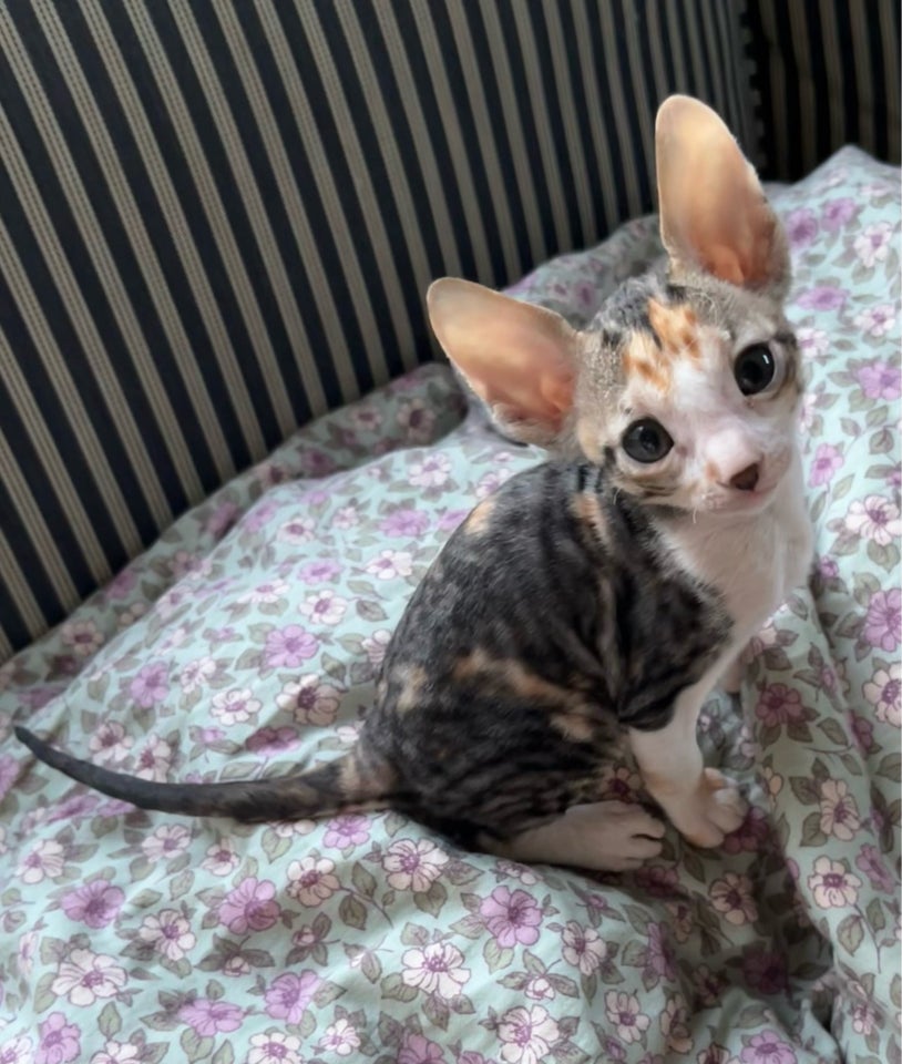 Cornish Rex, flere killinger, 9