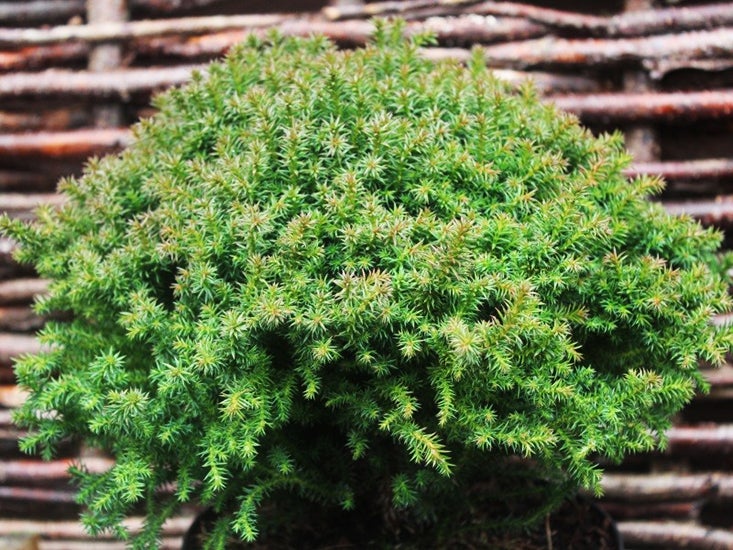 Prydbusk  Cryptomeria japonica