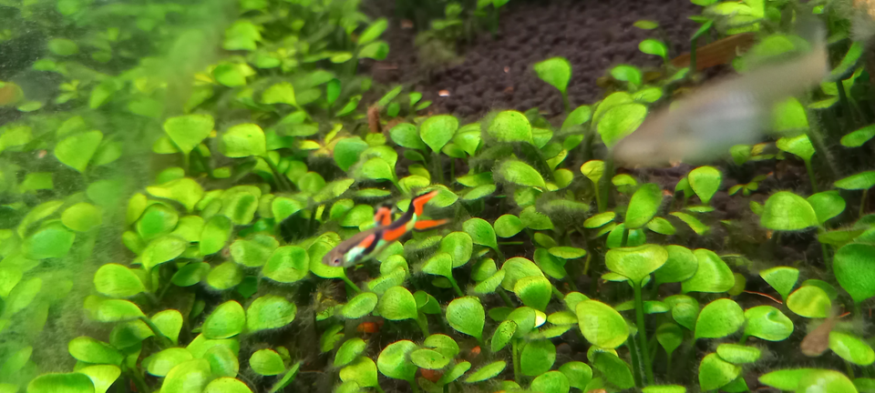 Endlers guppy, 12 stk.