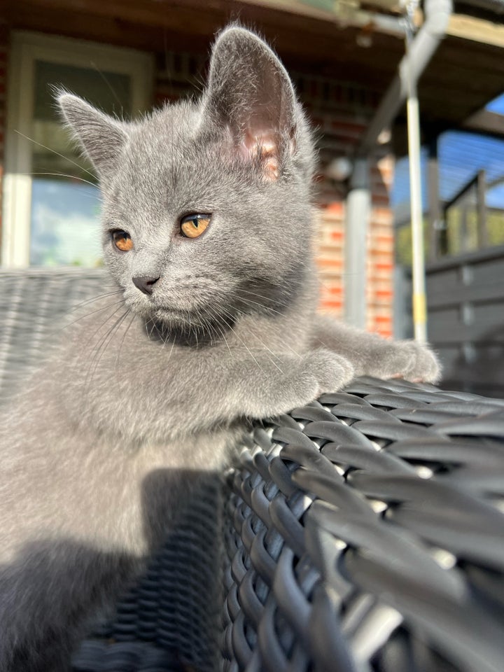 Hankilling, British Shorthair