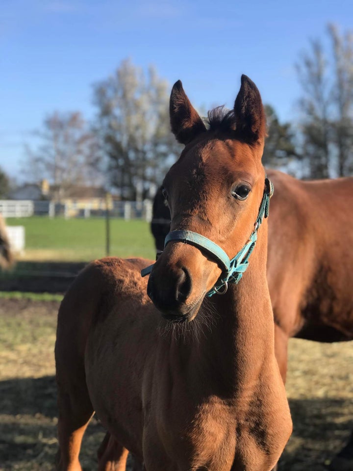 Arabisk fuldblod ox, vallak, 5 år