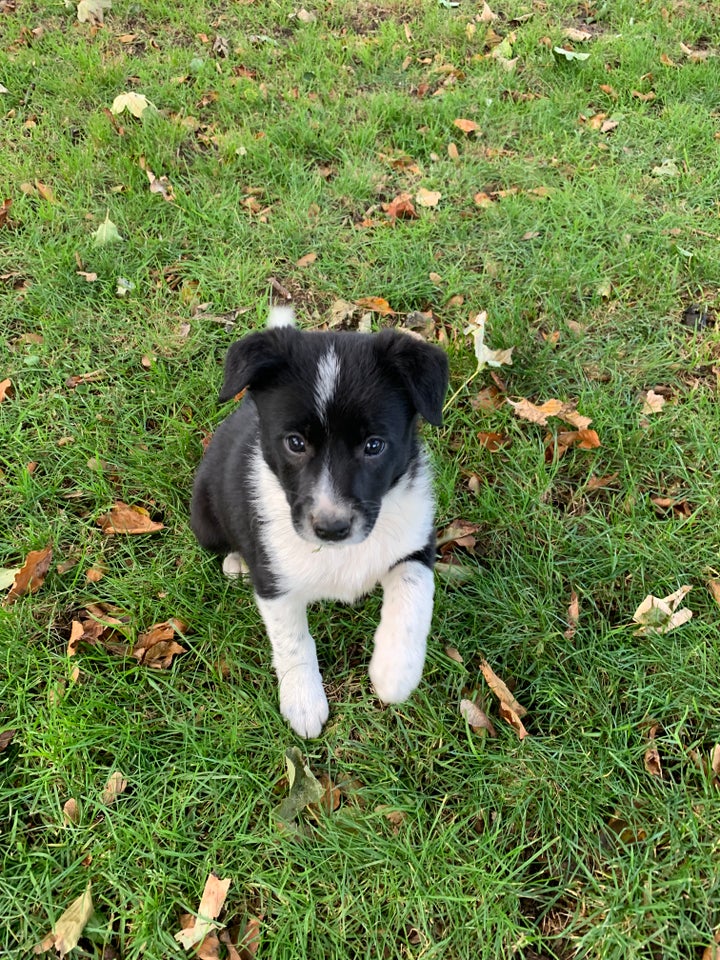 Border collie, hvalpe, 7 uger