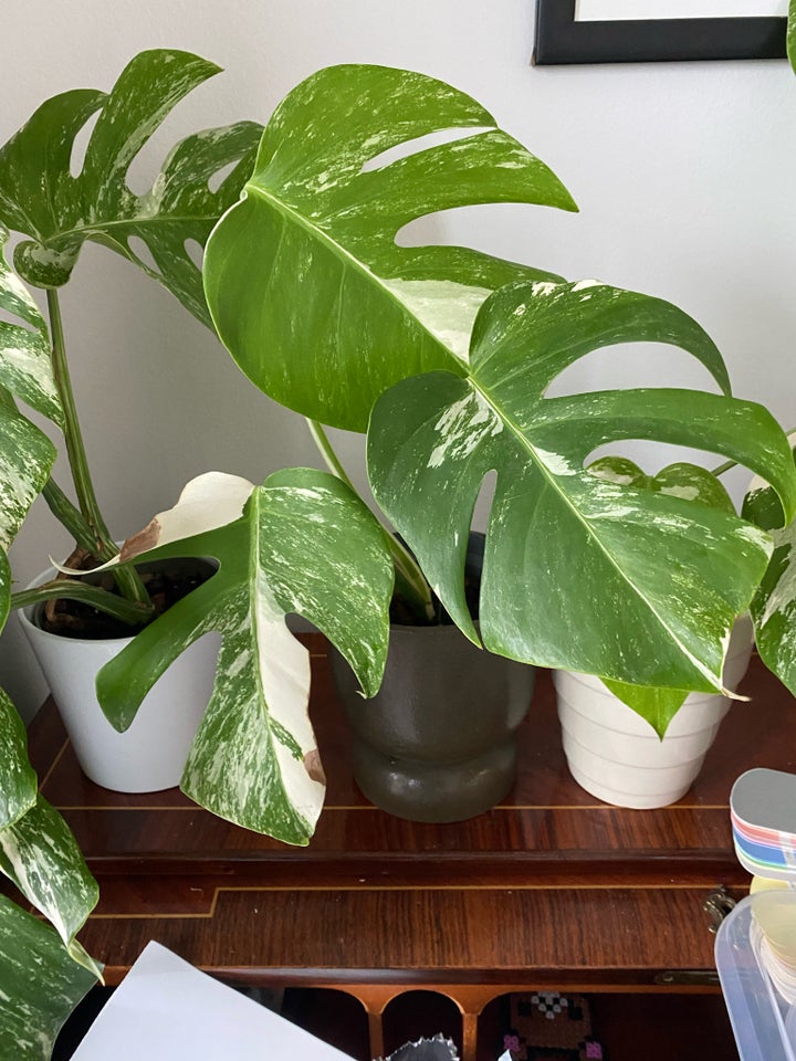 Monstera Albo variegata, Monstera