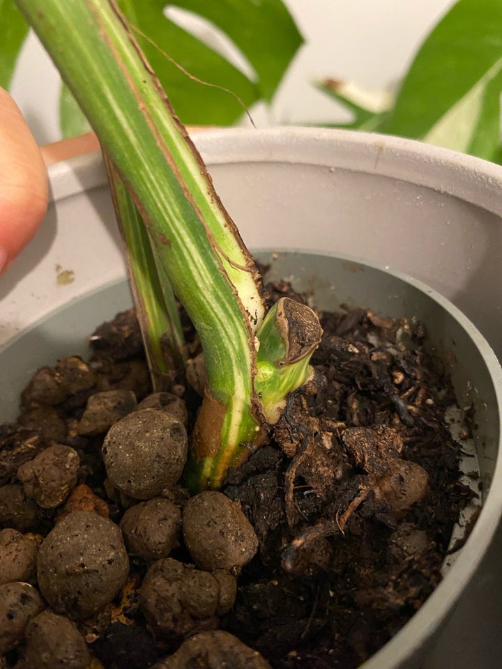 Monstera Albo variegata, Monstera