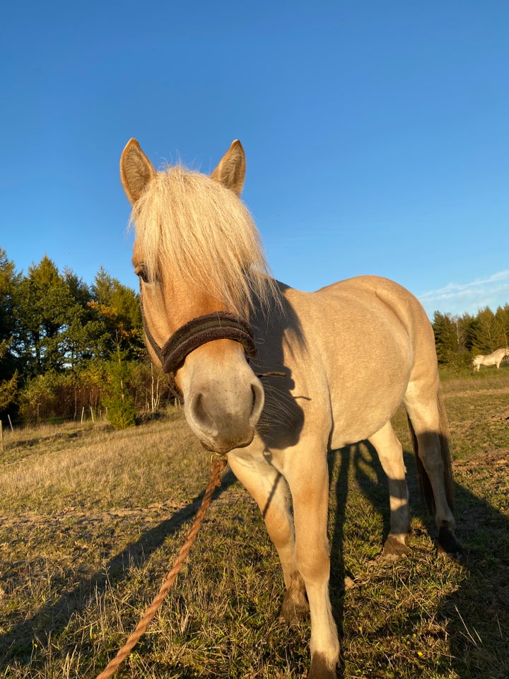 Fjordhest, vallak, 4 år