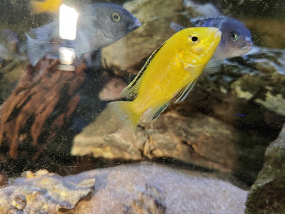 Labidochromis caeruleus / Yellow