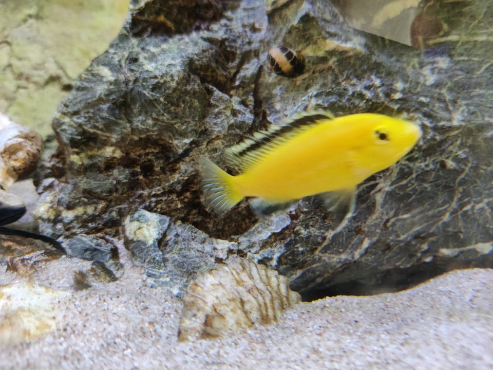 Labidochromis caeruleus / Yellow