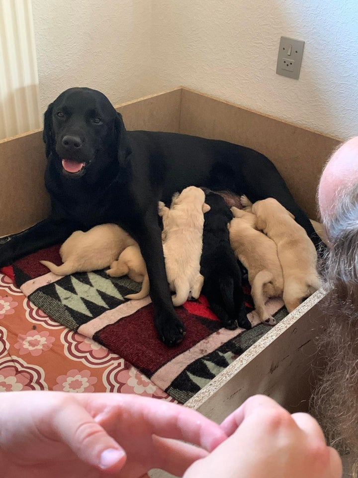 Lækre Labrador/ Golden hvalpe