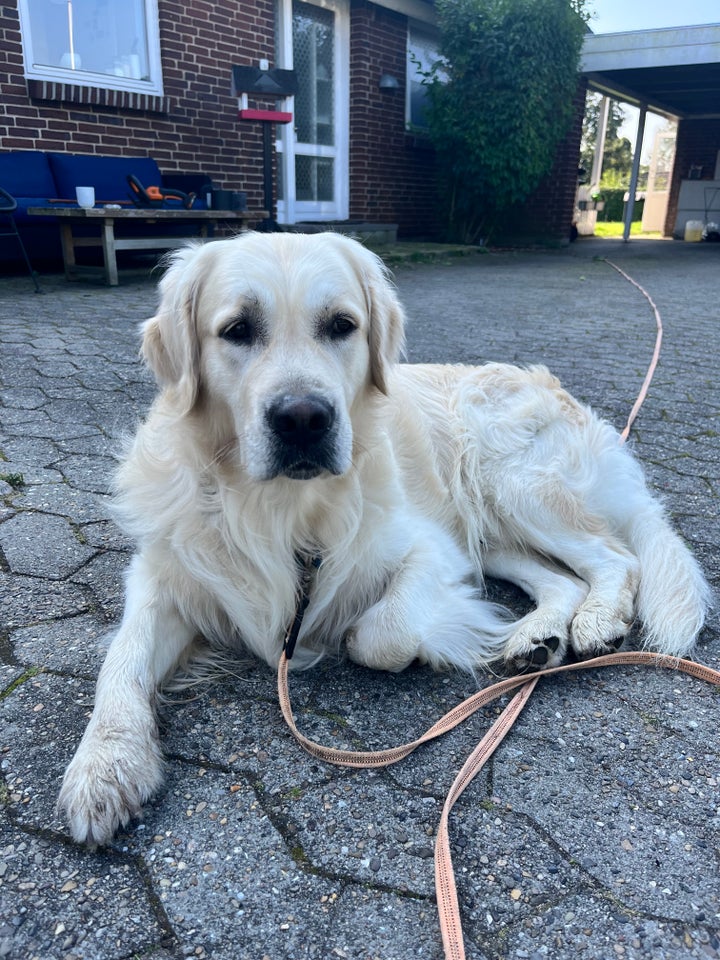 Lækre Labrador/ Golden hvalpe