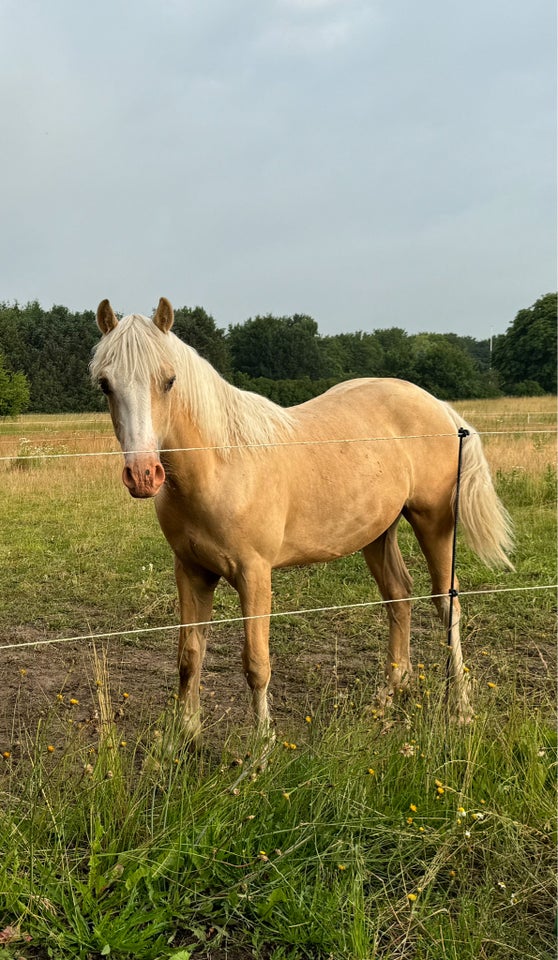 Welsh Cob hingst 1 år