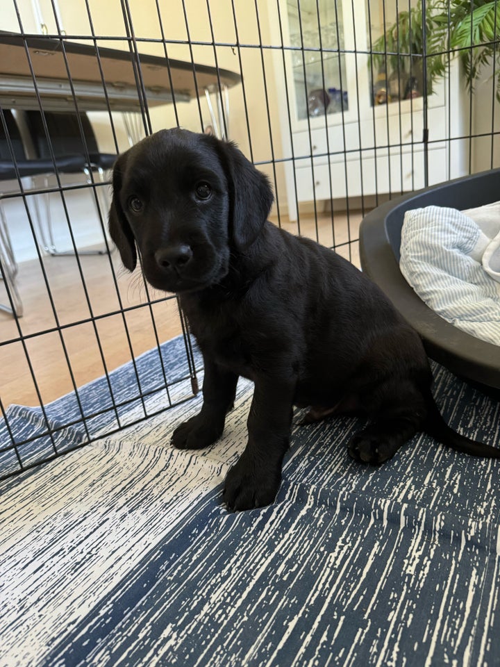 Labrador/golden retriever