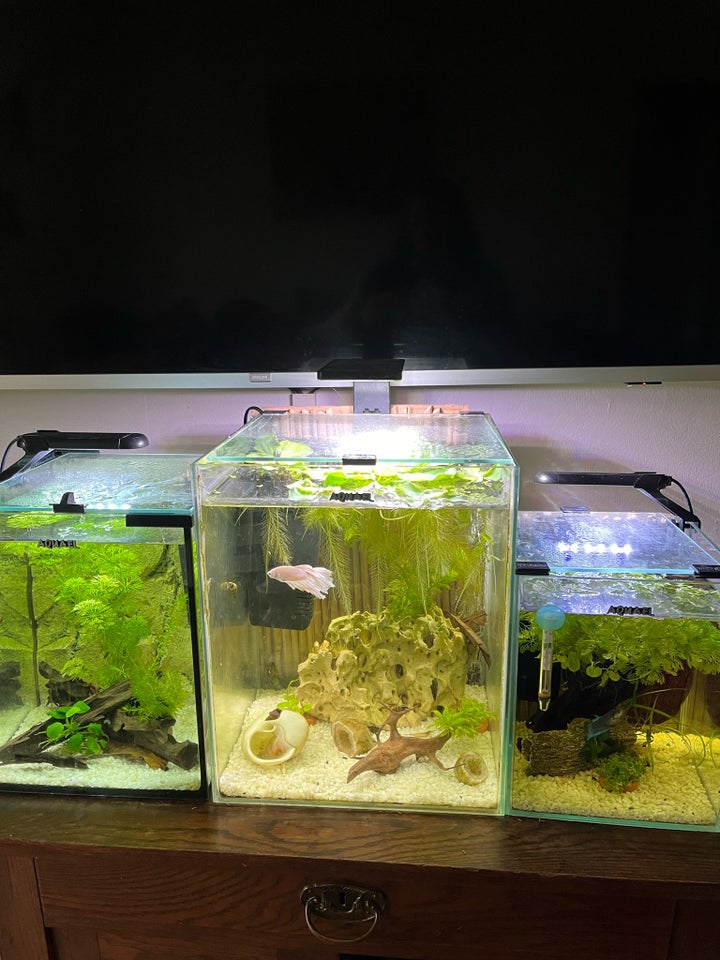 3 kampfisk akvarier med fisk mm 3